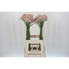 Allium Silverspring
