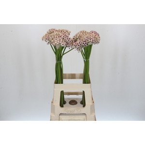 Allium Silverspring