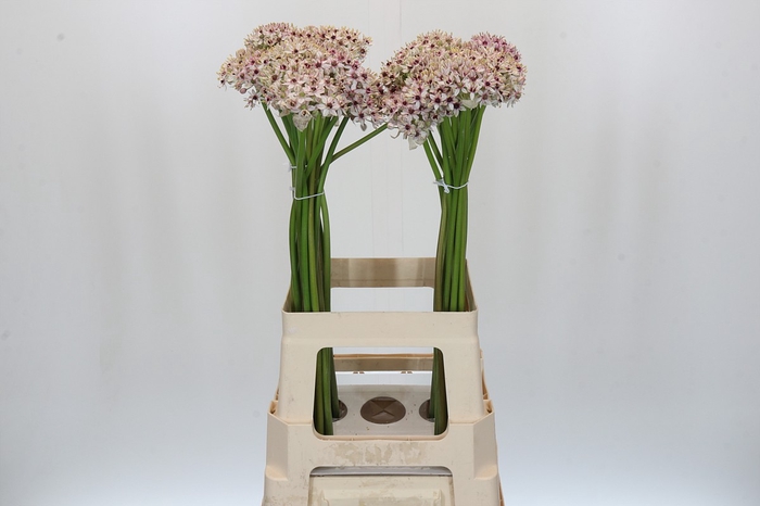 <h4>Allium Silverspring</h4>