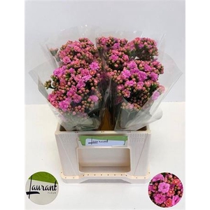 Kal Taffy Pink Meadow