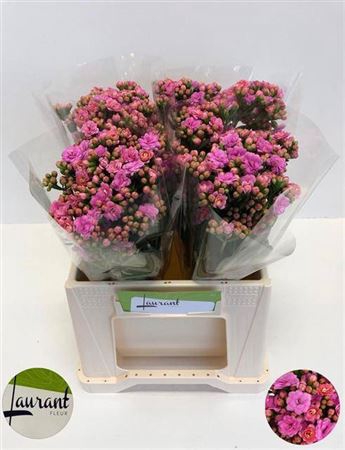 <h4>Kal Taffy Pink Meadow</h4>