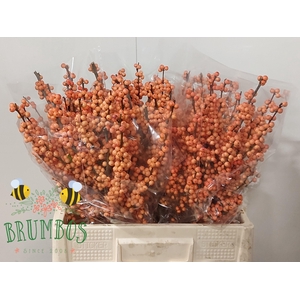 ILEX VE WINTER GOLD