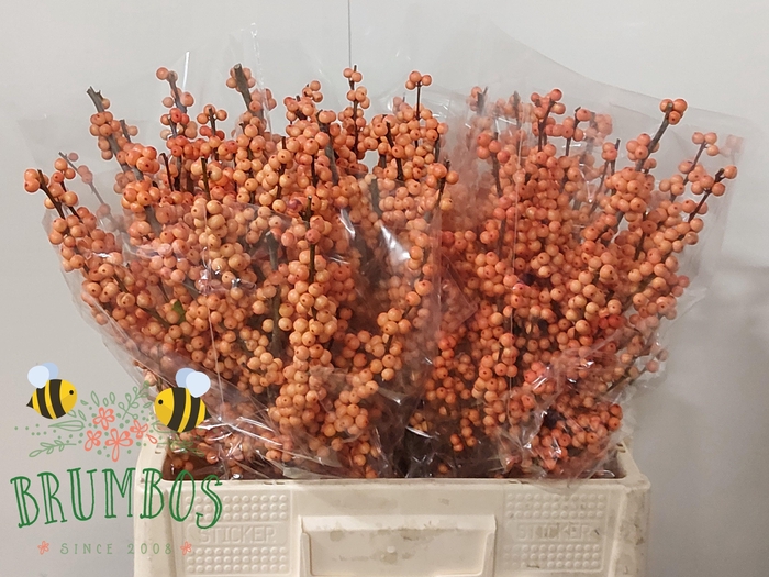 <h4>ILEX VE WINTER GOLD</h4>