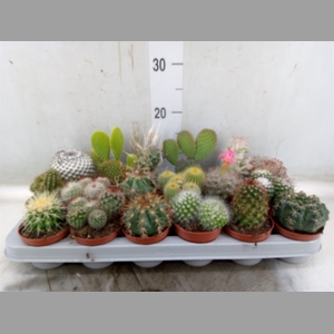 Cactus   ...mix