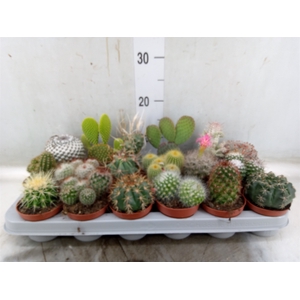 Cactus   ...mix