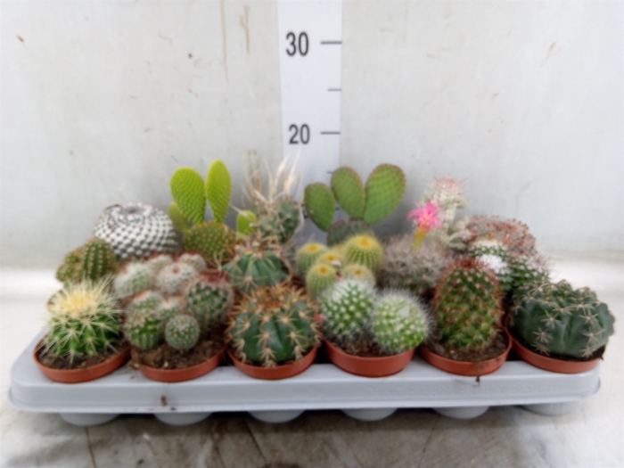 <h4>Cactus   ...mix</h4>