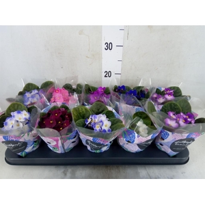 Saintpaulia   ...mix