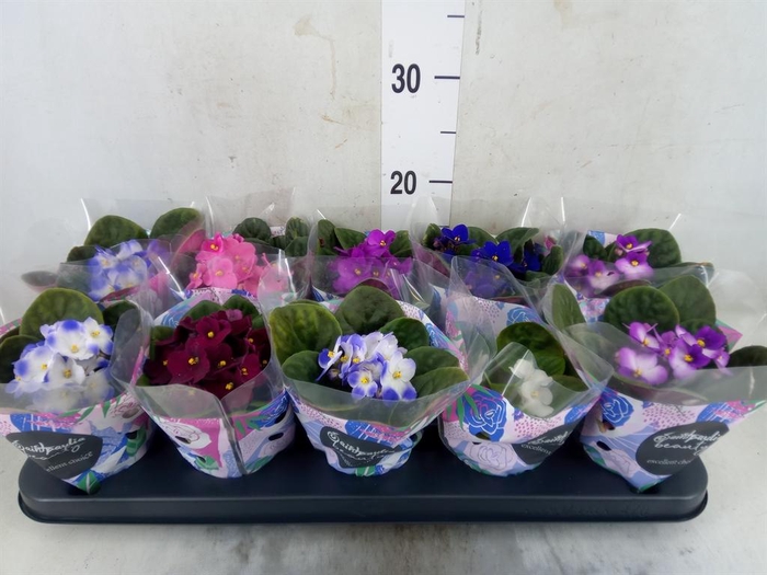 <h4>Saintpaulia   ...mix</h4>