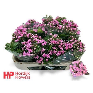 Bouv Du Dark Pink Imp