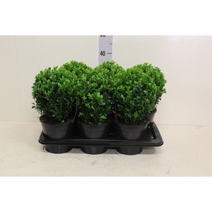 Buxus semp.   ...