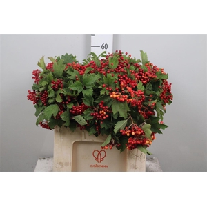 Viburnum Op Compactum