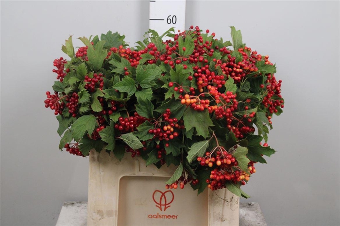 <h4>Viburnum Op Compactum</h4>
