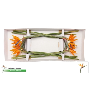 STRELITZIA REG.   ...BLOEM