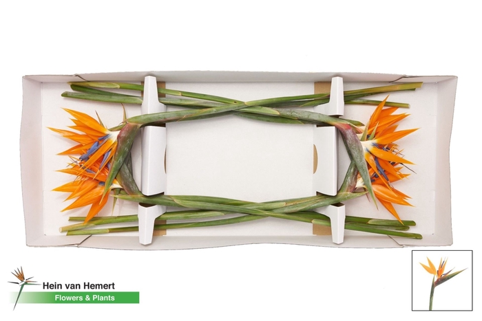 <h4>STRELITZIA REG.   ...BLOEM</h4>