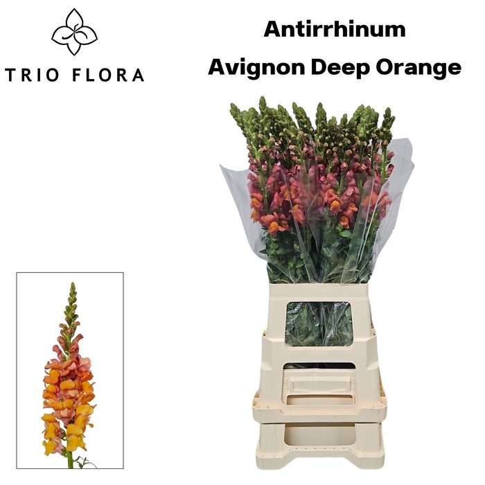 <h4>ANTIR AVIGNON D ORAN 996</h4>