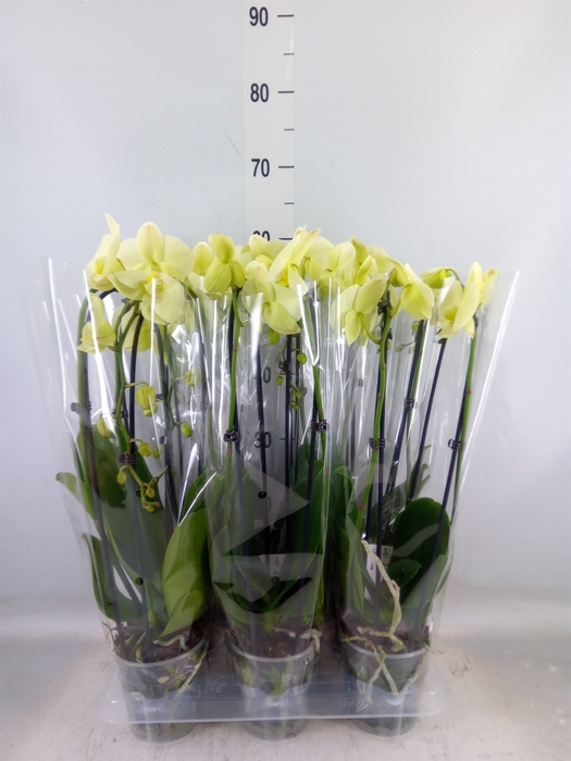 <h4>Phalaenopsis  'Elegant Cascade'</h4>