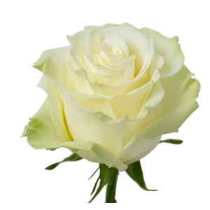 R Gr Mondial White 60cm EC