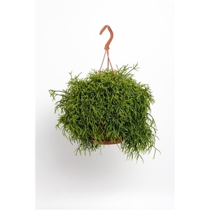 Rhipsalis Baccifera Oasis