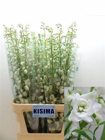 <h4>Delph Du C Wh Shades</h4>