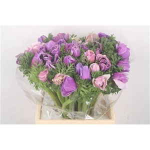 Anem Mistral Cenere X L X25