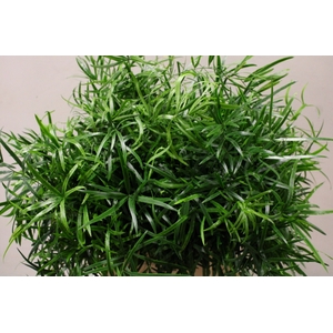 BLAD ASPARAGUS FALCATUS