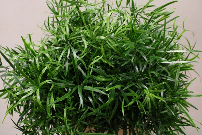 <h4>BLAD ASPARAGUS FALCATUS</h4>