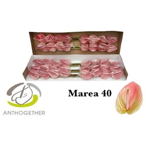 Anthurium Marea