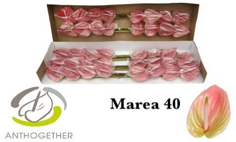 <h4>Anthurium Marea</h4>