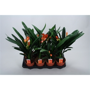 Clivia miniata Castle knopje minder