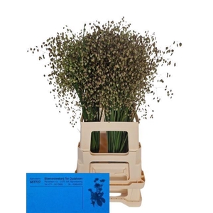 Briza Media 70 Cm