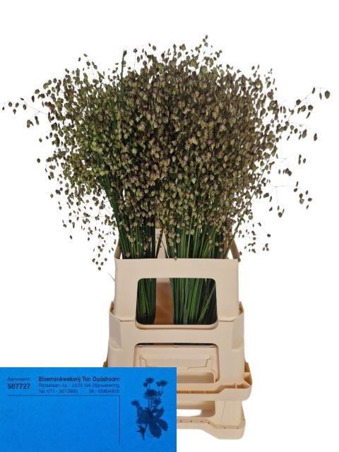 <h4>Briza Media 70 Cm</h4>
