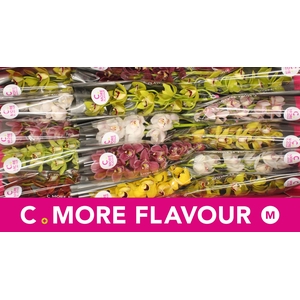 Mini cymbidium 'Mix' 50 cm