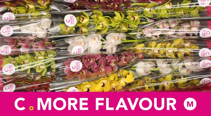 <h4>Mini cymbidium 'Mix' 50 cm</h4>