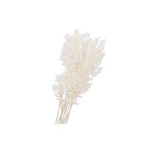 DRY BLEACHED RUSCUS 80X15CM