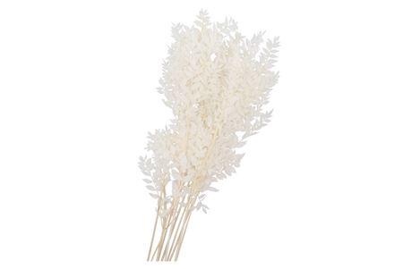 <h4>DRY BLEACHED RUSCUS 80X15CM</h4>