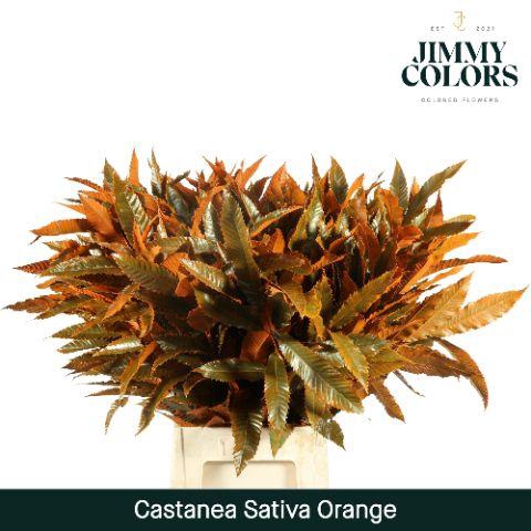 <h4>Castanea sativa L80 Orange</h4>