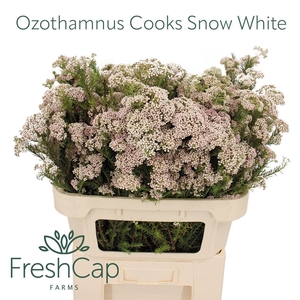 OZOTH COOKS SNOW WHI