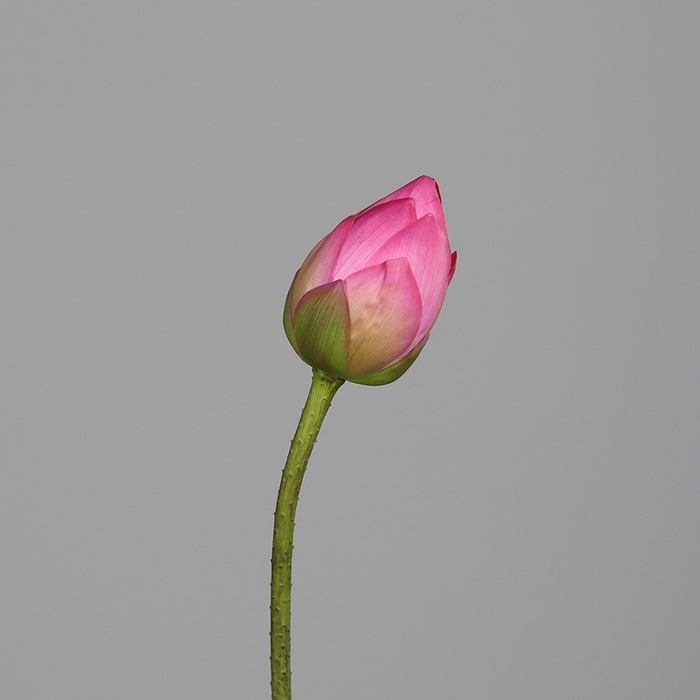 <h4>Lotus leaf 81cm pink</h4>
