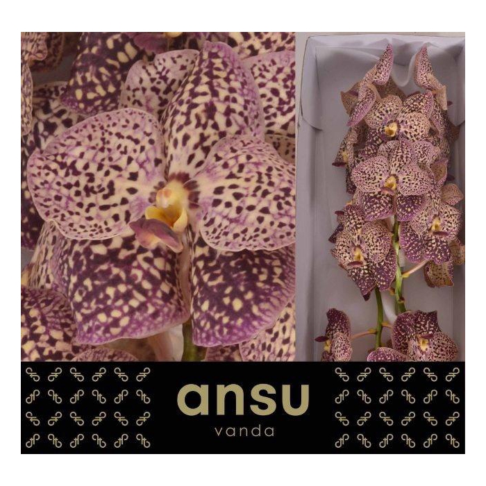 <h4>VANDA SU OCE SANGRIA</h4>