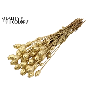 Papaver per bunch Gold