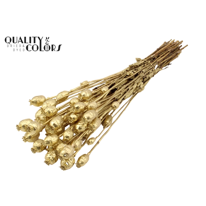 <h4>Papaver per bunch Gold</h4>