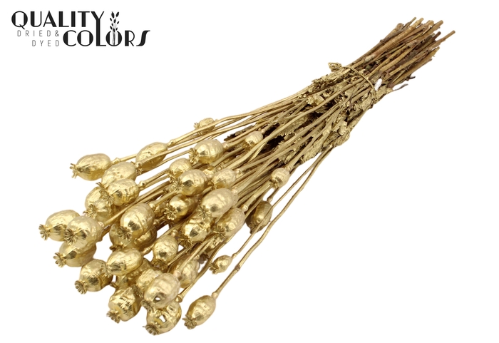 <h4>Papaver per bunch Gold</h4>