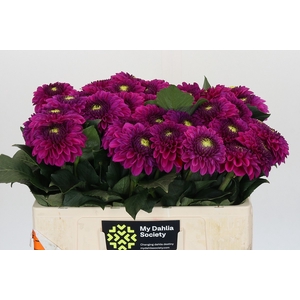 Dahlia Purple Fox