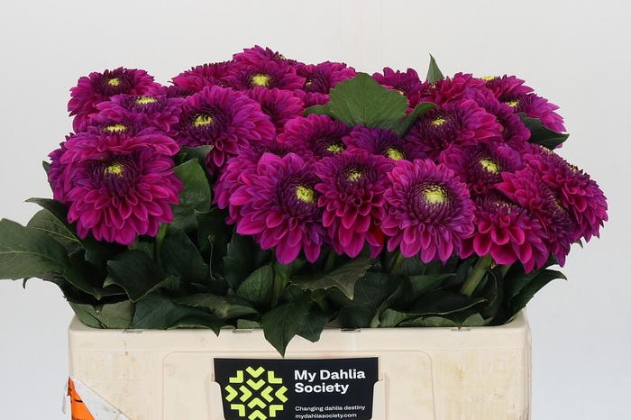 Dahlia Purple Fox