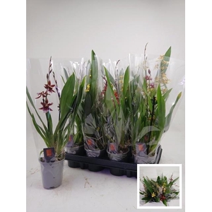 ORCHIDEEEN GEM