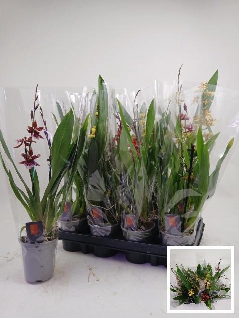 <h4>ORCHIDEEEN GEM</h4>