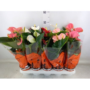 Anthurium   ...mix 4