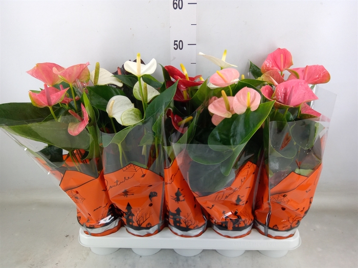 <h4>Anthurium   ...mix 4</h4>