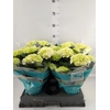 Hydrangea mac. 'Hi Diamond'