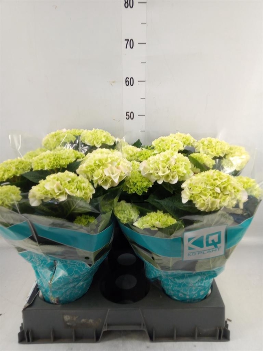 Hydrangea mac. 'Hi Diamond'